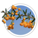 Барбарис юліана / Berberis julianae Барбарис юліана / Berberis julianae