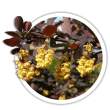 Барбарис оттавський / Berberis ottawensis