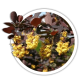 Барбарис оттавський / Berberis ottawensis