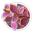 Барбарис тунберга / Berberis thunbergii