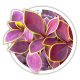 Барбарис тунберга / Berberis thunbergii Барбарис тунберга / Berberis thunbergii