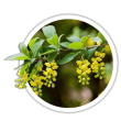 Барбарис звичайний / Berberis vulgaris