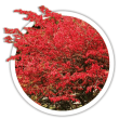 Бруслина Euonymus