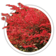 Бруслина Euonymus Бруслина Euonymus