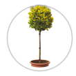 Бруслина японська Штамб / Euonymus japonicus Stem