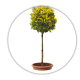 Бруслина японська Штамб / Euonymus japonicus Stem Бруслина японська Штамб / Euonymus japonicus Stem