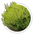 Береза Betula
