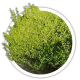Береза Betula Береза Betula