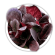 Бадан Bergenia