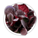 Бадан Bergenia Бадан Bergenia
