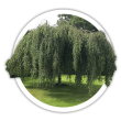Береза Betula
