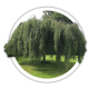 Береза Betula Береза Betula