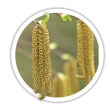 Береза повисла Betula pendula