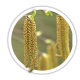 Береза повисла Betula pendula