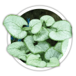 Брунера  Brunnera