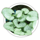 Брунера Brunnera Брунера Brunnera
