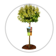 Бруслина Форчуна Штамб / Euonymus fortunei Stem