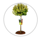 Бруслина Форчуна Штамб / Euonymus fortunei Stem Бруслина Форчуна Штамб / Euonymus fortunei Stem