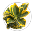 Бруслина японська / Euonymus japonicus
