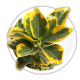 Бруслина японська / Euonymus japonicus