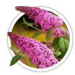 Буддлея Buddleja