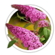 Буддлея Buddleja Буддлея Buddleja
