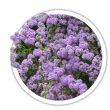 Буддлея черговолиста / Buddleja alternifolia