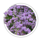Буддлея черговолиста / Buddleja alternifolia