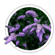 Буддлея Давида / Buddleja davidii