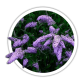 Буддлея Давида / Buddleja davidii
