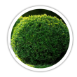 Самшит Buxus