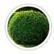 Самшит Buxus Самшит Buxus