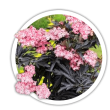 Бузина Sambucus