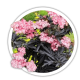 Бузина Sambucus Бузина Sambucus