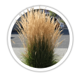 Війник Calamagrostis