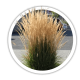 Війник Calamagrostis Війник Calamagrostis