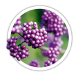 Красивоплідник Callicarpa