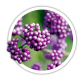 Красивоплідник Callicarpa Красивоплідник Callicarpa