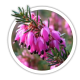Верес Calluna Верес Calluna