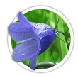 Кампанула/Дзвоники Campanula