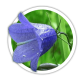Кампанула/Дзвоники Campanula Кампанула/Дзвоники Campanula