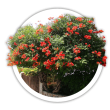 Кампсис / Campsis radicans