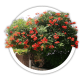Кампсис / Campsis radicans Кампсис / Campsis radicans