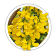 Карагана  Акація Caragana