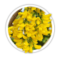 Карагана Акація Caragana Карагана Акація Caragana