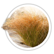 Осока  Carex