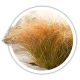 Осока Carex Осока Carex