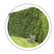 Граб Carpinus