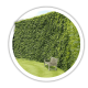 Граб Carpinus