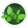 Граб Carpinus betulus